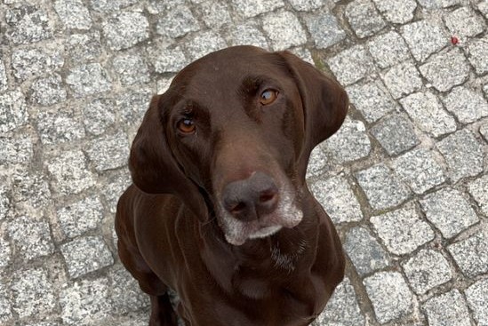 Deutsch Kurzhaar Gina von Niersbogen